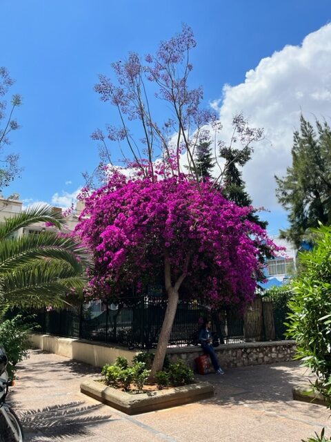 Day 83 of using Instagram as habit tracker for my daily walk. Beautiful tree in Athens, Greece.